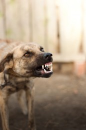 Dog Bite Liability Claims