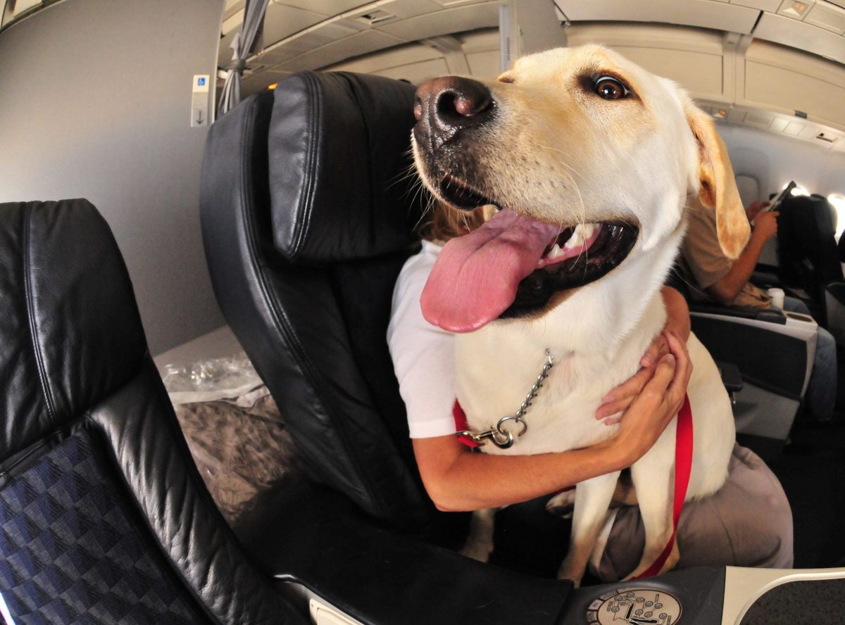 Service Animals, Assistance Animals, Therapy Animals—What’s the Law